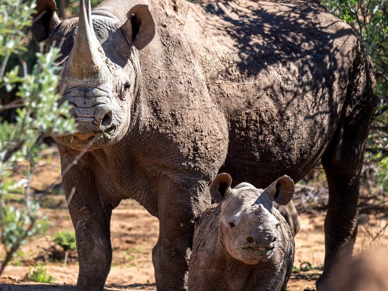 bushbundu-car-rental-windhoek-namibia-roedeer