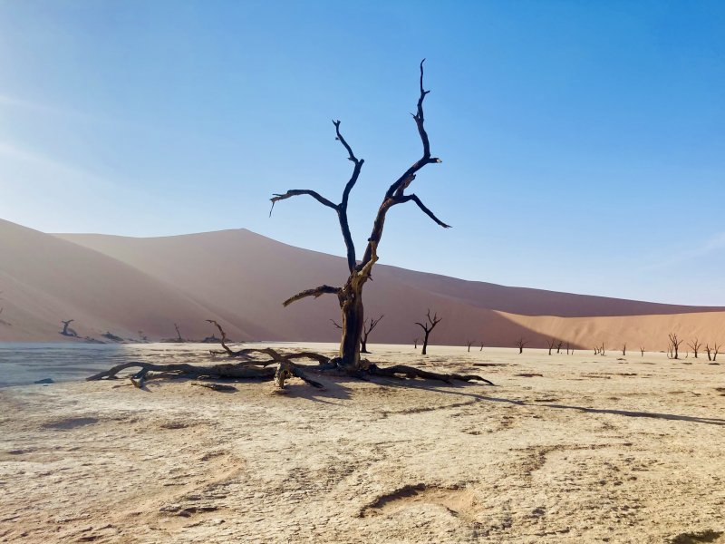 bushbundu-car-rental-windhoek-namibia-image-of-a-dry-tree-in-the-desert