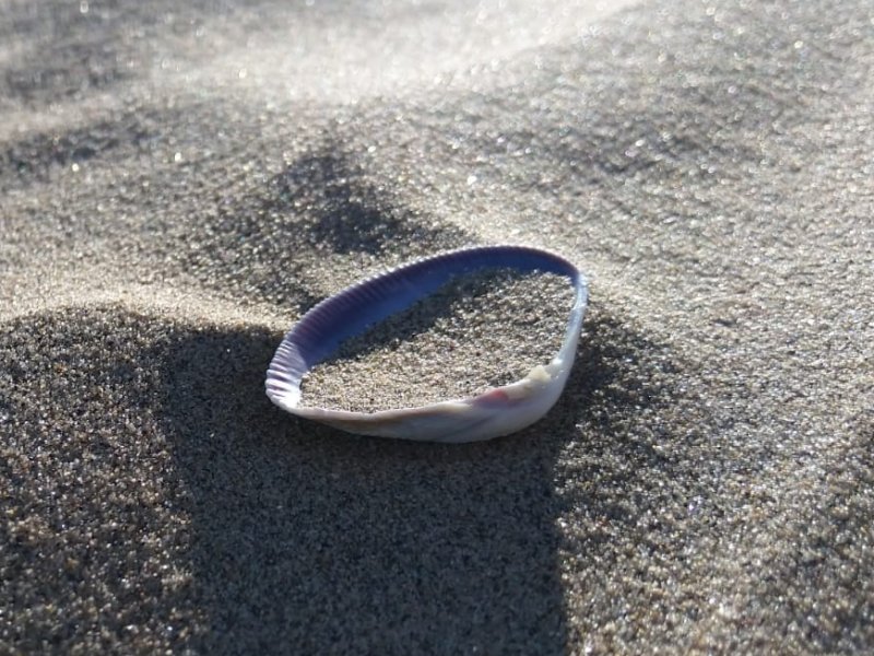 bushbundu-car-rental-windhoek-namibia-image-of-clam-with-sand