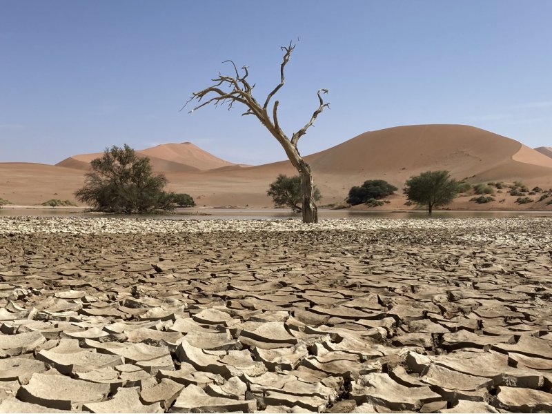 bushbundu-car-rental-windhoek-namibia-image-of-tree-in-a-dryed-desert-land