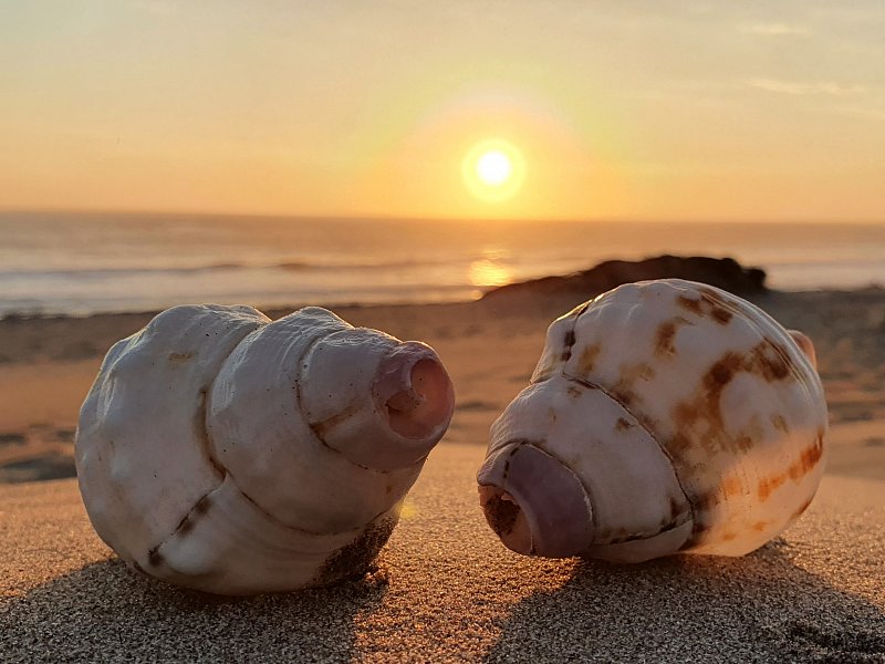 bushbundu-car-rental-windhoek-namibia-image-of-two-sea-shells