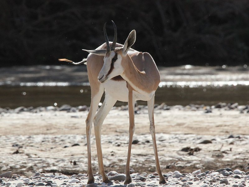 bushbundu-car-rental-windhoek-namibia-roedeer