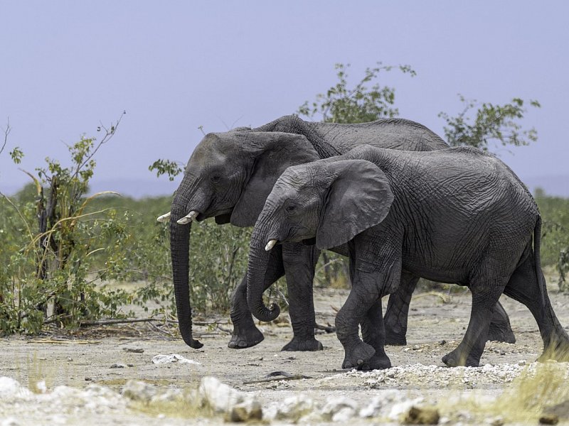 bushbundu-car-rental-windhoek-namibia-elephants